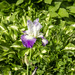 2022-MFDG098-Dig Iris blossom
