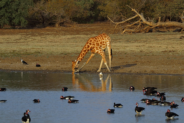 Kordofan Giraffe and Spur-winged Geese at Machtour, Zakouma National Park, Chad