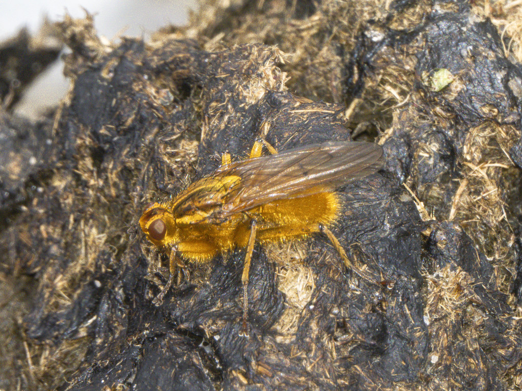 Scootagara Insect P5190829-En -e1 | Scathophaga stercoraria. The imaginatively… | Flickr