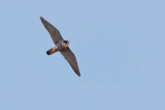 Falco pellegrino (Falco peregrinus), Peregrine Falcon