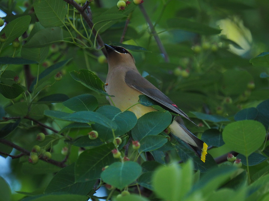 Cedar Waxwing on our Serviceberry 5-17-22 | OLYMPUS DIGITAL … | Flickr