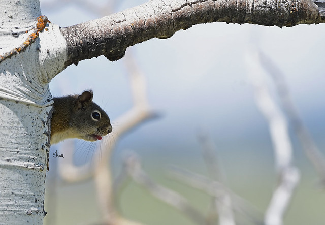 American Red Squirrel Leaving Home -I'm out tomorrow so you get the rest of the story today! 8667b+