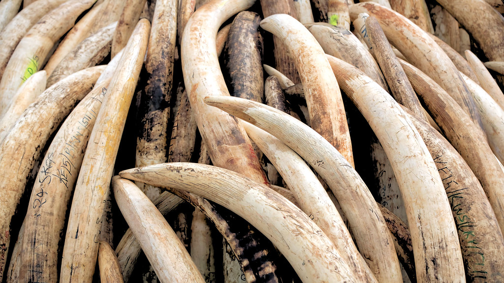 Autoridades da RDC apreendem 1,5t de marfim