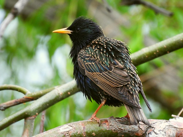 Starling in Willow Tree