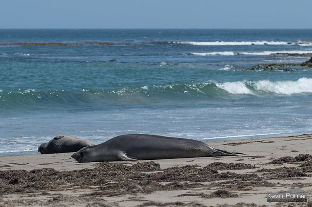 Napping Seal