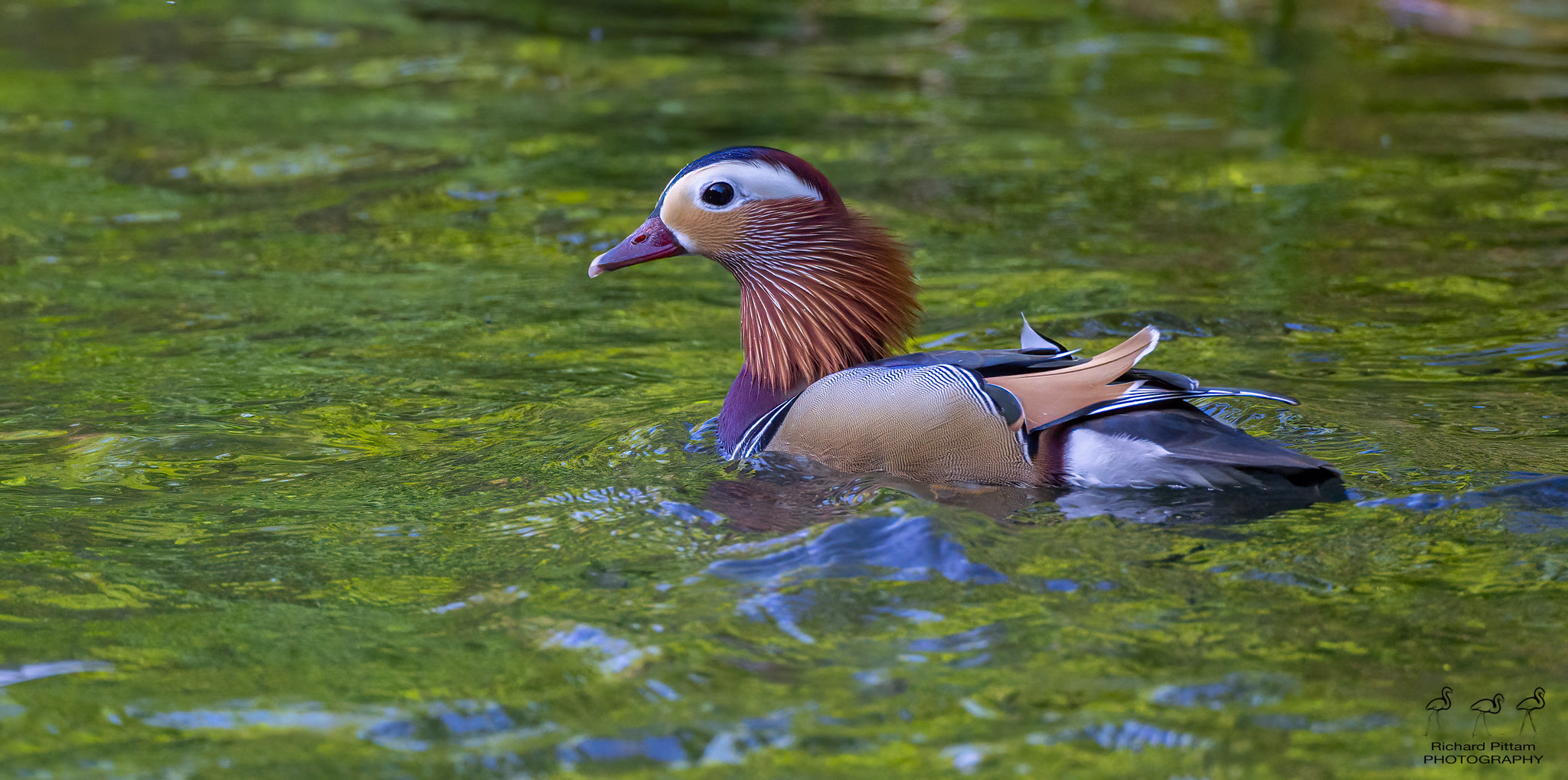 Mandarin Duck [drake]