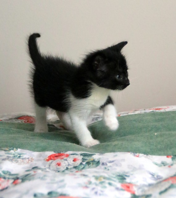 Alan, gatito blanquinegro muy guapo y dulce esterilizado, nacido en Abril´22, en adopción. Valencia. ADOPTADO. 52085425942_ed6a109bd8_z