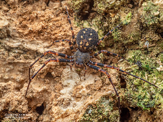 Crab spider (Cebrenninus sp.) - P2056892