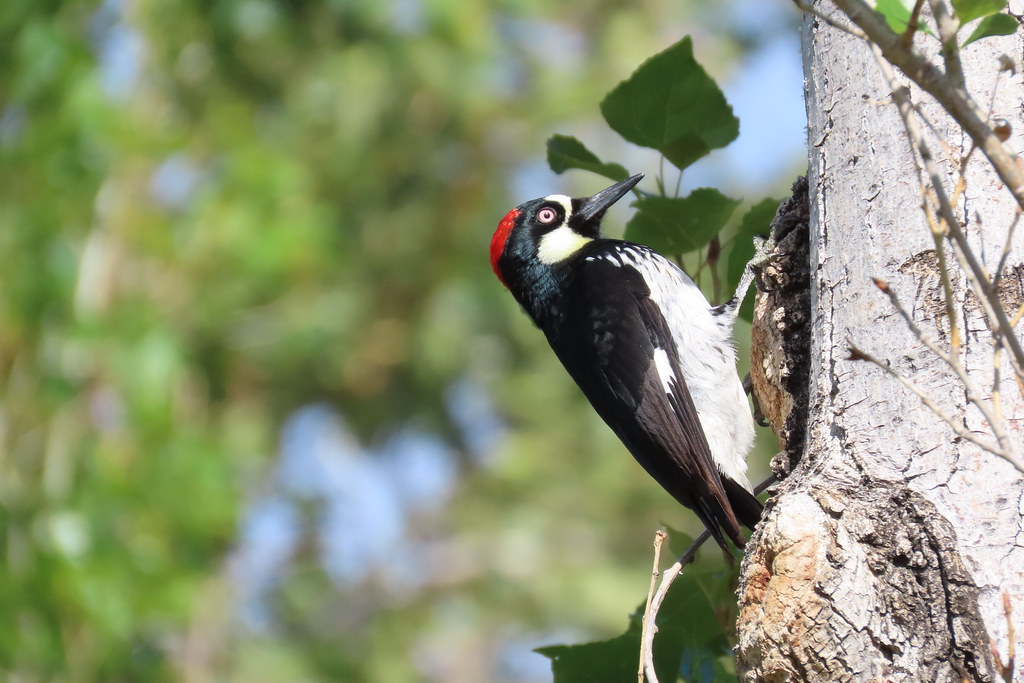 Acorn woodpecker, Irvine Regional Park