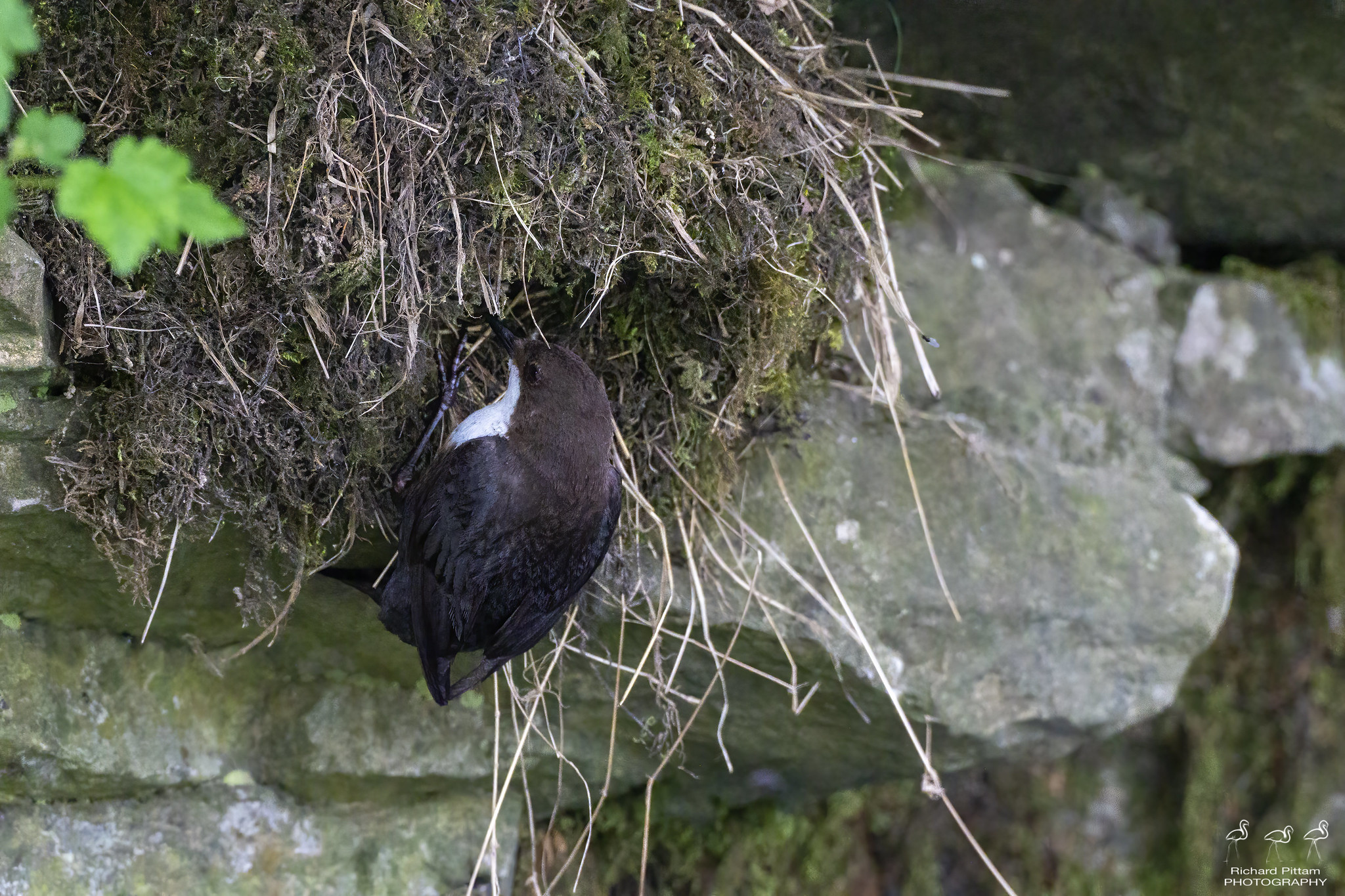 Dipper feeding young at the nest