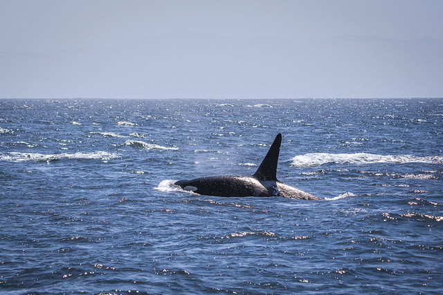 Killer Whale Pod Monterey California! Pod of Orcas Marine Wildlife Landscape Seascape Ocean Art Photography! Sony Alpha 1 & Sony FE Telephoto Zoom FE 200-600mm f/5.6-6.3 G OSS Lens SEL200600G  ! 45EPIC Elliot McGucken Sony A1 ILCE-1 Killer Whales!