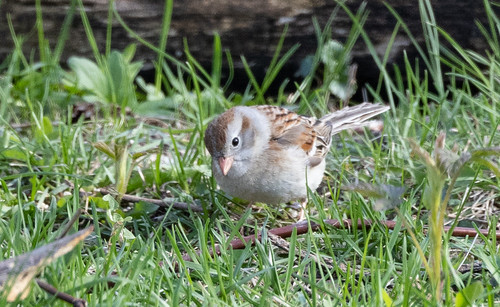 Field Sparrow in Duluth!