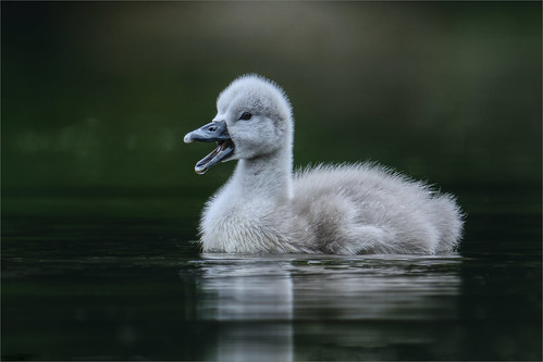 daisynook countrypark crimelake failsworth manchester uk swan cygnet muteswan oldham cygnusolor brown grey white feathers reflection lowpointofview catchlight bokeh rain water beads