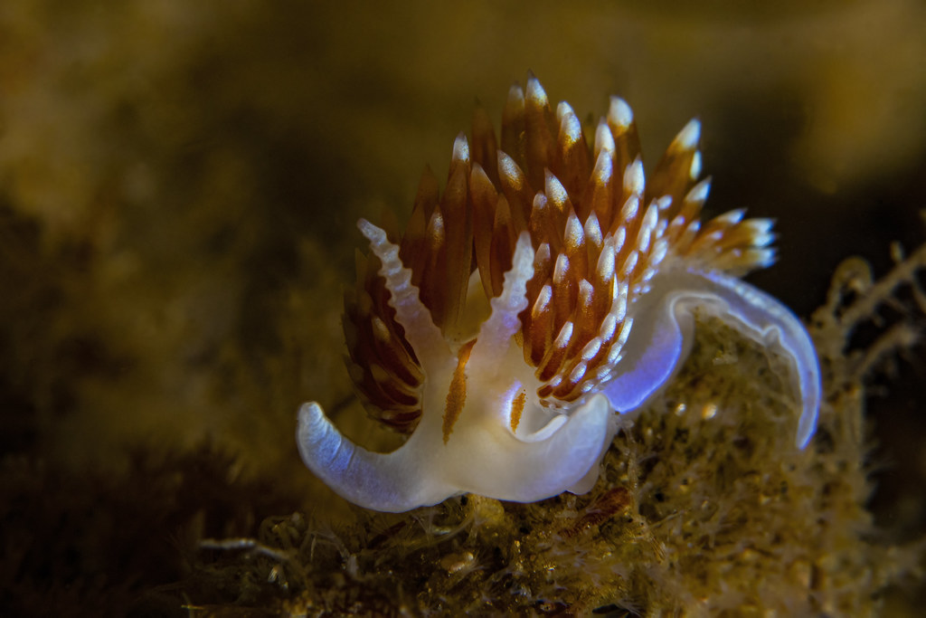 nudibranch1May13-22
