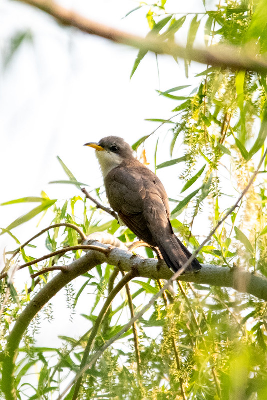yellow-billed-cuckoo-village-creek-drying-beds-fort-worth-5328