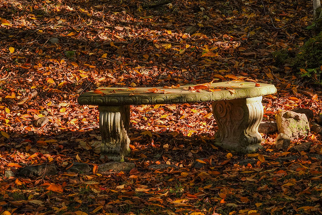 Autumn leaves and a seat