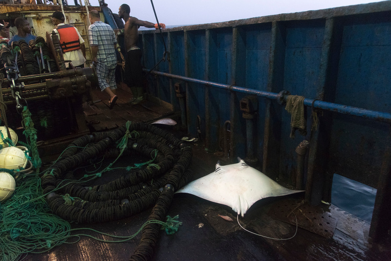 全世界每年約有10%、相當於860萬噸的野生漁獲被丟棄，而罪魁禍首就是不精準的漁具和允許漁民丟棄非目標魚種的政策。圖片來源：Pierre Gleizes／Greenpeace