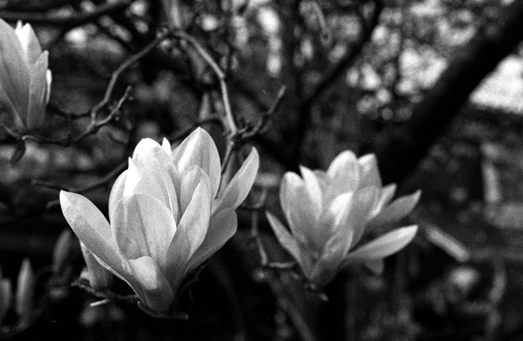 Magnolias Two