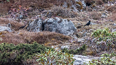 Tibetan Blackbird