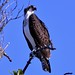 Flickr photo 'Osprey (Pandion haliaetus)' by: bob in swamp.