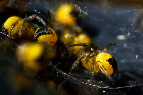 spiderlings