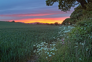 Hedgerow at dusk