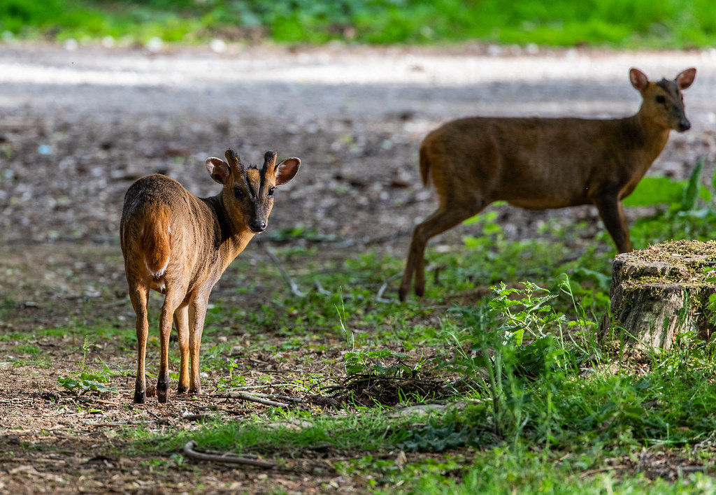 Muntjac Deer in Elveden Forest