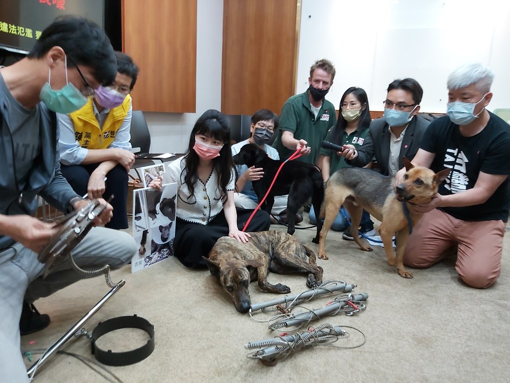 台灣動物保護行政監督聯盟今（20）舉行記者會，現場示範山豬吊捕捉動物過程。圖片來源：台灣動物保護行政監督聯盟提供