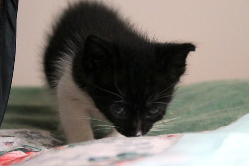 Alan, gatito blanquinegro muy guapo y dulce esterilizado, nacido en Abril´22, en adopción. Valencia. ADOPTADO. 52086461751_580fd0a440