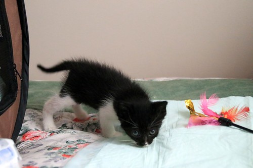 Alan, gatito blanquinegro muy guapo y dulce esterilizado, nacido en Abril´22, en adopción. Valencia. ADOPTADO. 52086482653_bfea4ff7d2