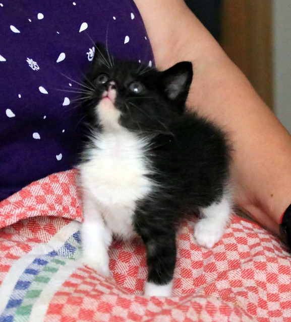 Alan, gatito blanquinegro muy guapo y dulce esterilizado, nacido en Abril´22, en adopción. Valencia. ADOPTADO. 52086483608_66950ea9c2_z