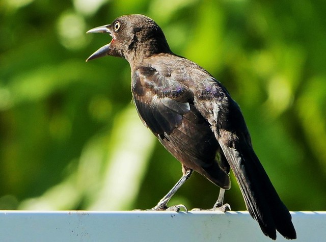 Juvenile Grackle Begging For Food (Quiscalus quiscula)