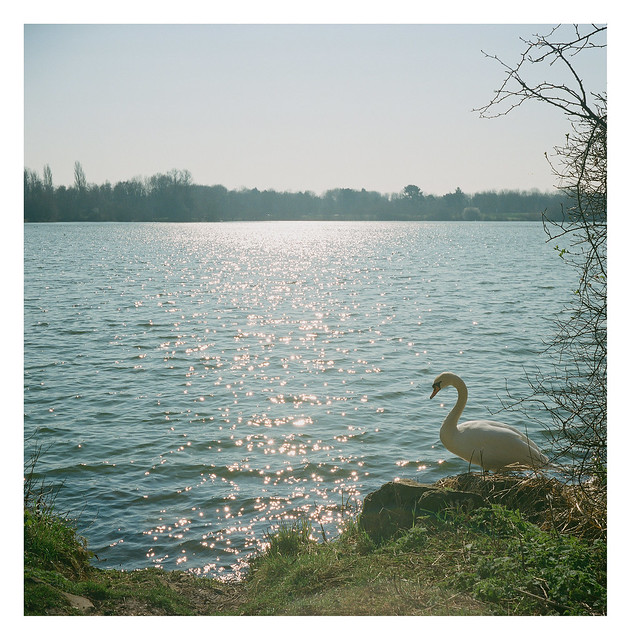 FILM - swan and sparkles