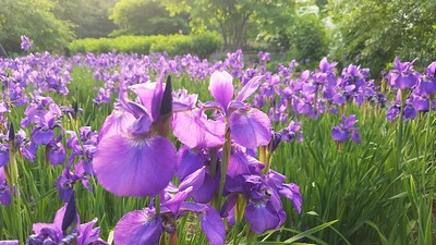 Mitchell Park Irises