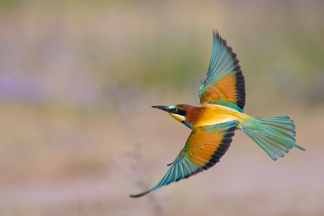 European Bee Eater fly by