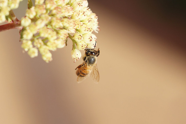 Giornata mondiale delle api - 20 maggio 2022 🌼  World Bee Day 2022