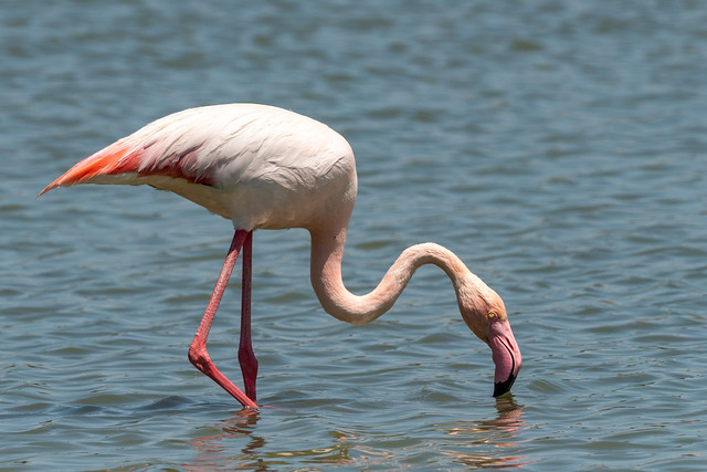 stor flamingo-15