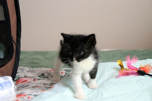 Alan, gatito blanquinegro muy guapo y dulce esterilizado, nacido en Abril´22, en adopción. Valencia. ADOPTADO. 52086705039_3cb6144ff3