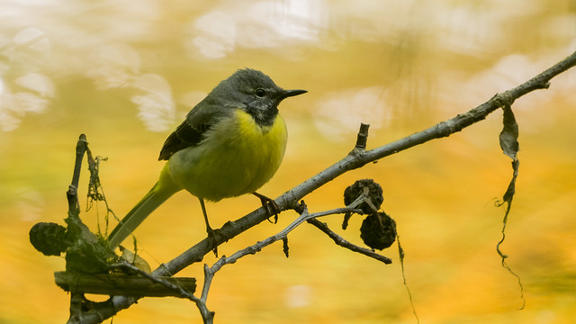 Grey Wagtail Perched Above the Sun Lit River
