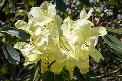 Delicate pale yellow rhododendron petals