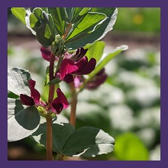 Who says veggies canu2019t be ornamental? ud83cudf38 ud83cudf38 ud83cudf38 These crimson flowered broad beans look good and taste good. In fact they also smell good as the flowers are lightly scented! Now that definitely gives them mega poin