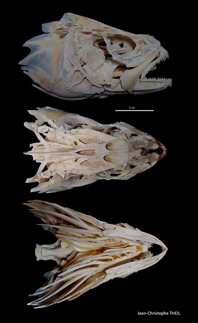 Crâne de Maigre / Meagre Skull (Argyrosomus regius)