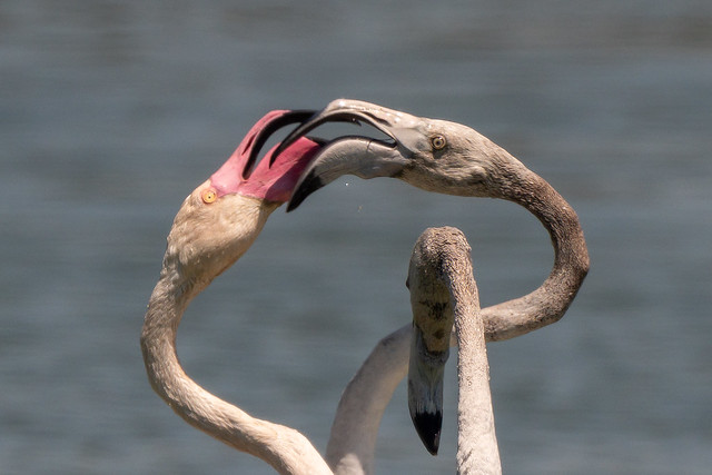 stor flamingo-16