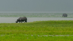 Rhino and Elephant in the Rain