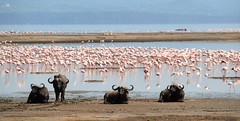 Pink Flamingos at Lake Nakuru NP