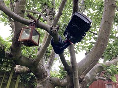 Tree hugging tripod for wildlife camera