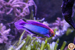 Dreifarben-Zwerglippfisch (Cirrhilabrus solorensis)