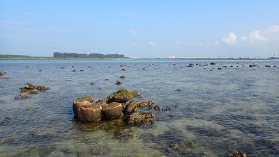 Living shores of Beting Bemban Besar, May 2022