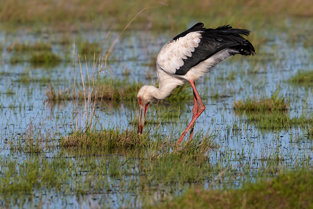 Maguari Stork