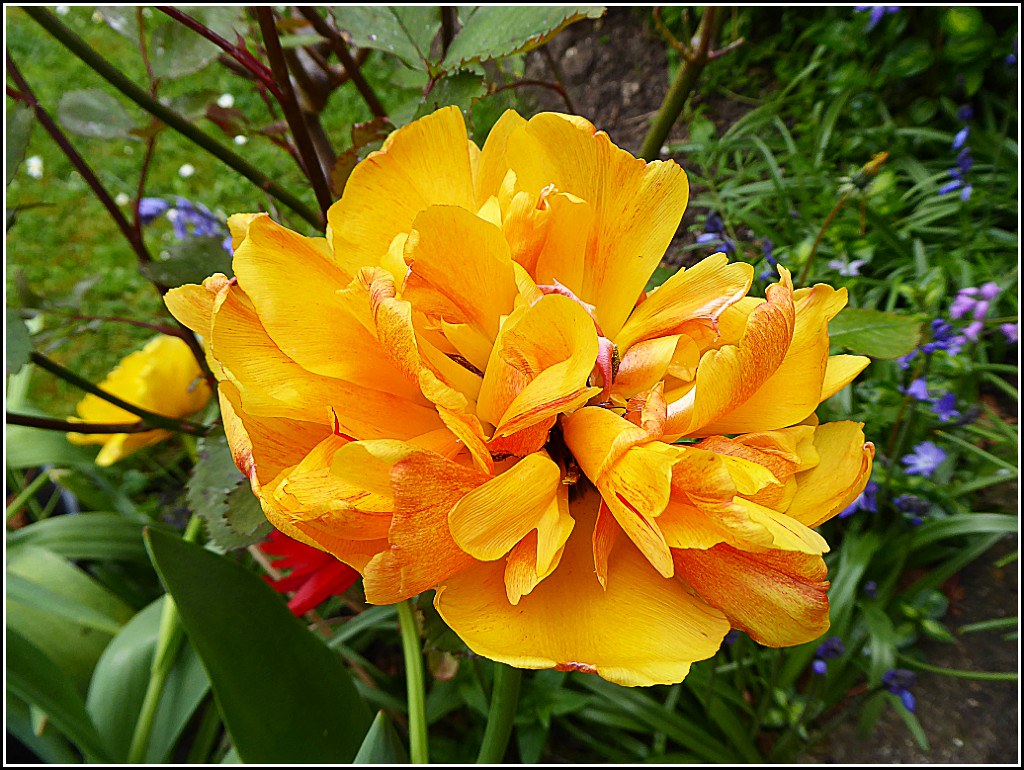 Double Tulip Flowers ...